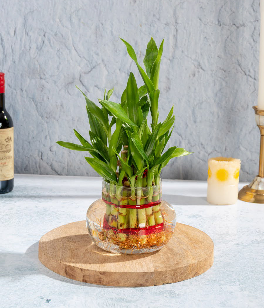 2 layer lucky bamboo Aravalii 2 Layer lucky Bamboo Plant
