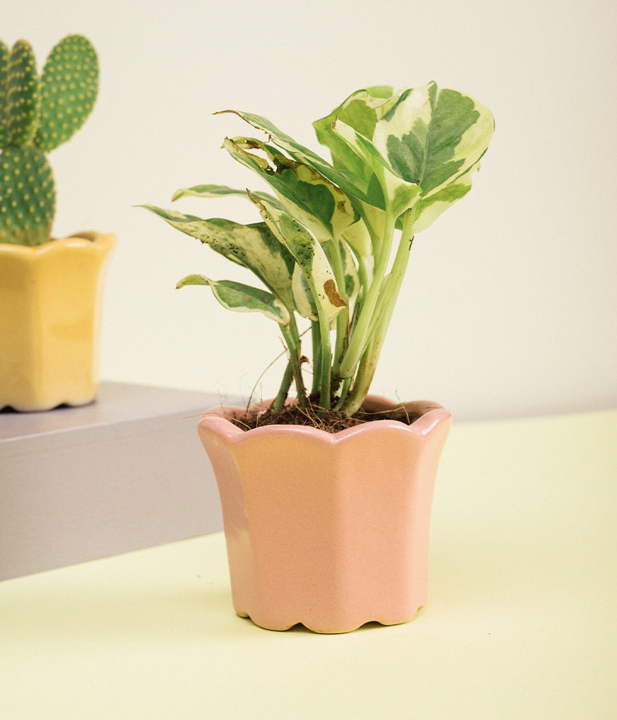 Money Plant Queen Marble in Pink Ceramic Pot