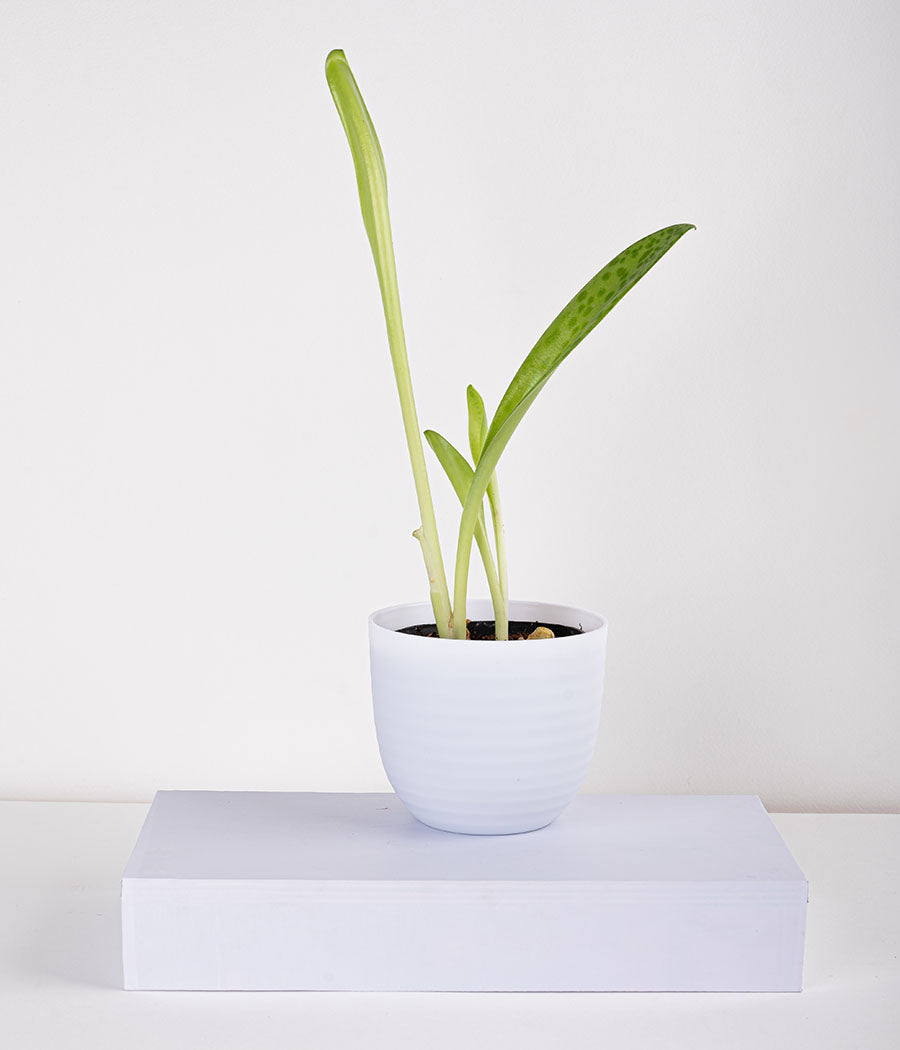Buy Cecilia Plant in Pastel Planter