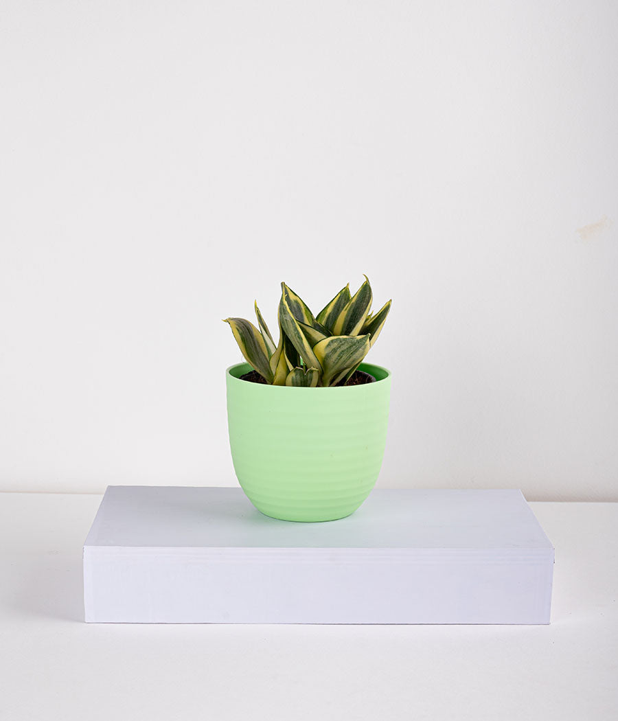 Sansevieria Snake Plant in Pastel Lime Planter