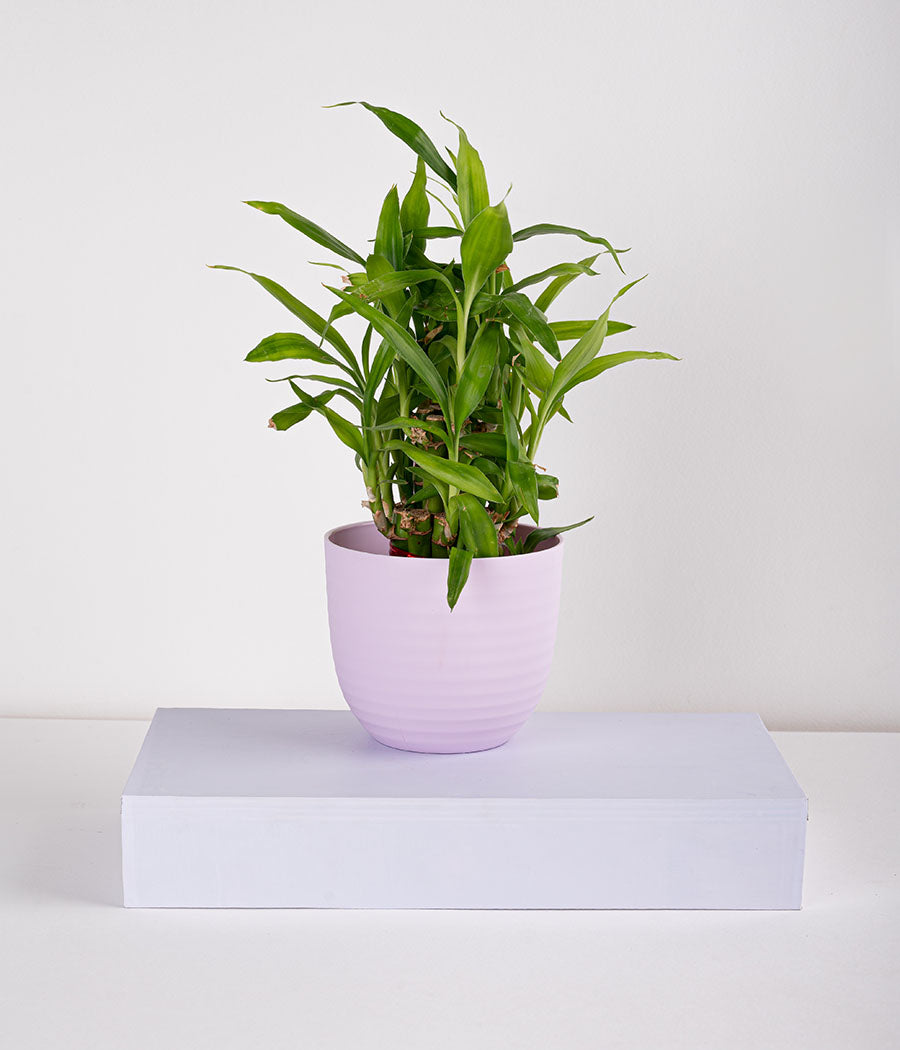 purple lucky bamboo Aravalii 2 Layer Lucky Bamboo in Pastel Pink Planter