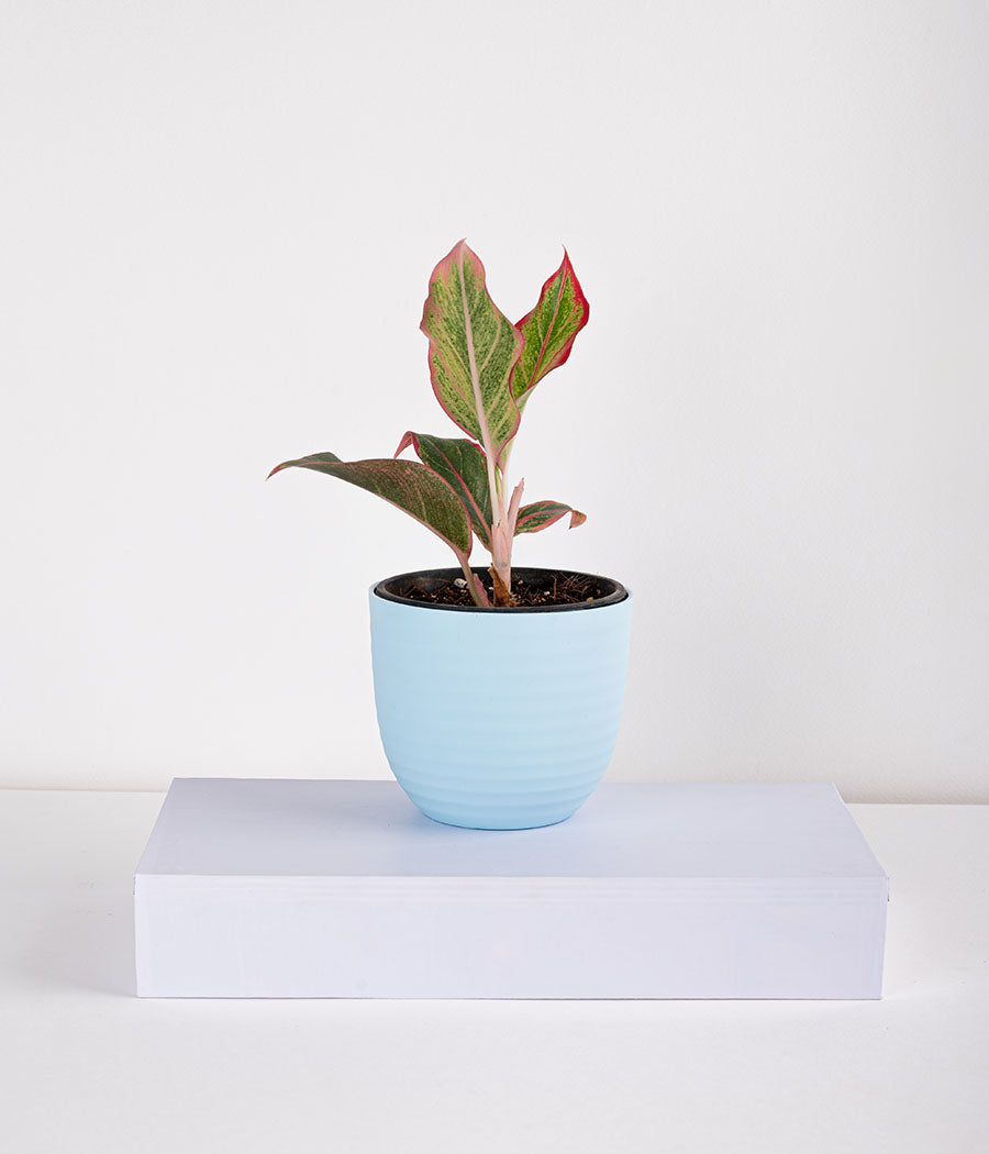 Buy Aglaonema Pink Plant in Self Watering Planter
