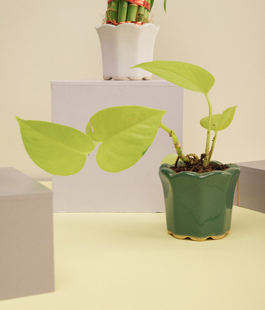 Money Plant in Dark Green Ceramic Pot
