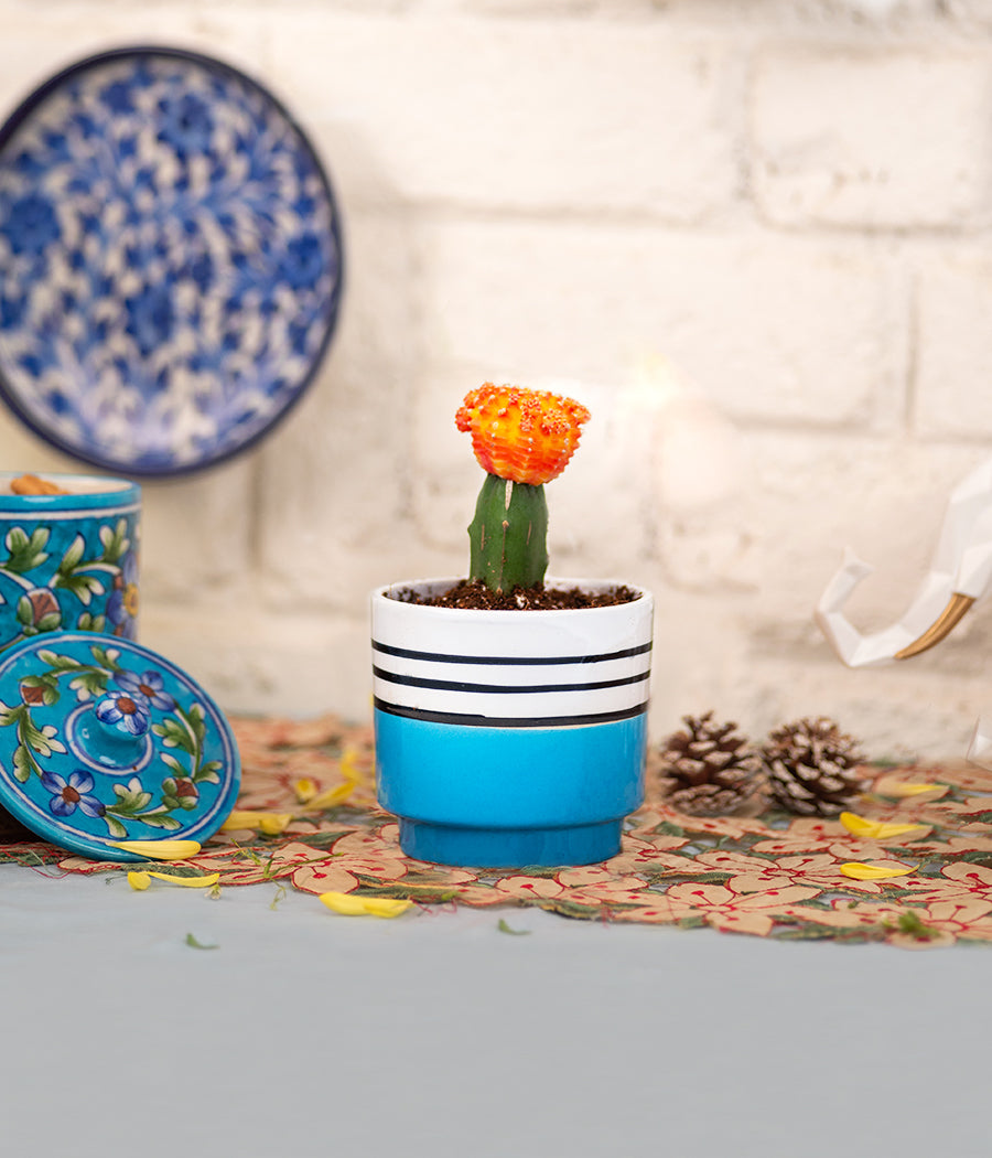 indoor cactus plants online Buy Moon Cactus Plant with Ceramic Planter