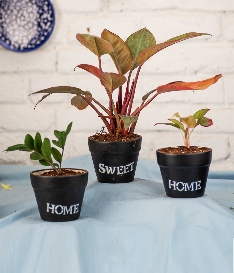 Home-Sweet-Home Black Clay Planter With Plants