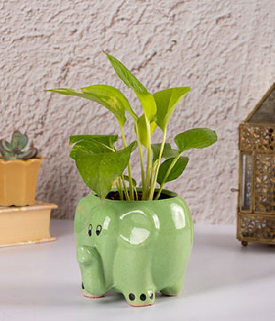 Money Plant in Elephant Planter