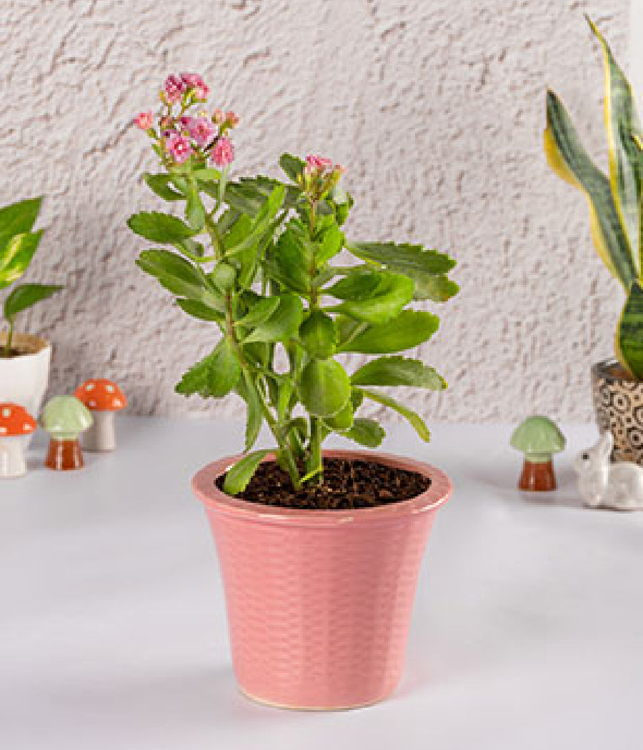 Kalanchoe Plant In Pink Ceramic Planter