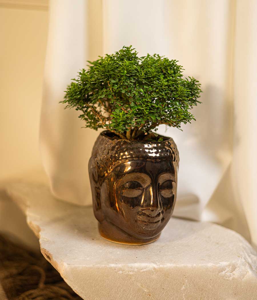 Kamini Table in Budda Planter