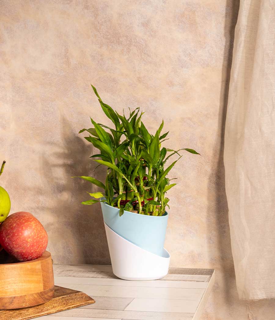 3 Layer Lucky Bamboo in Self Watering Planter