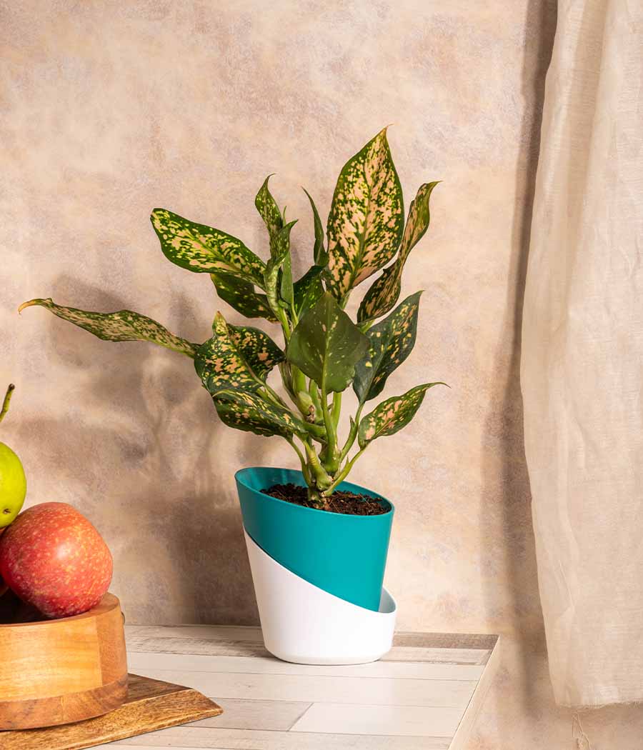 Aglaonema Snow White in Self Watering Planter