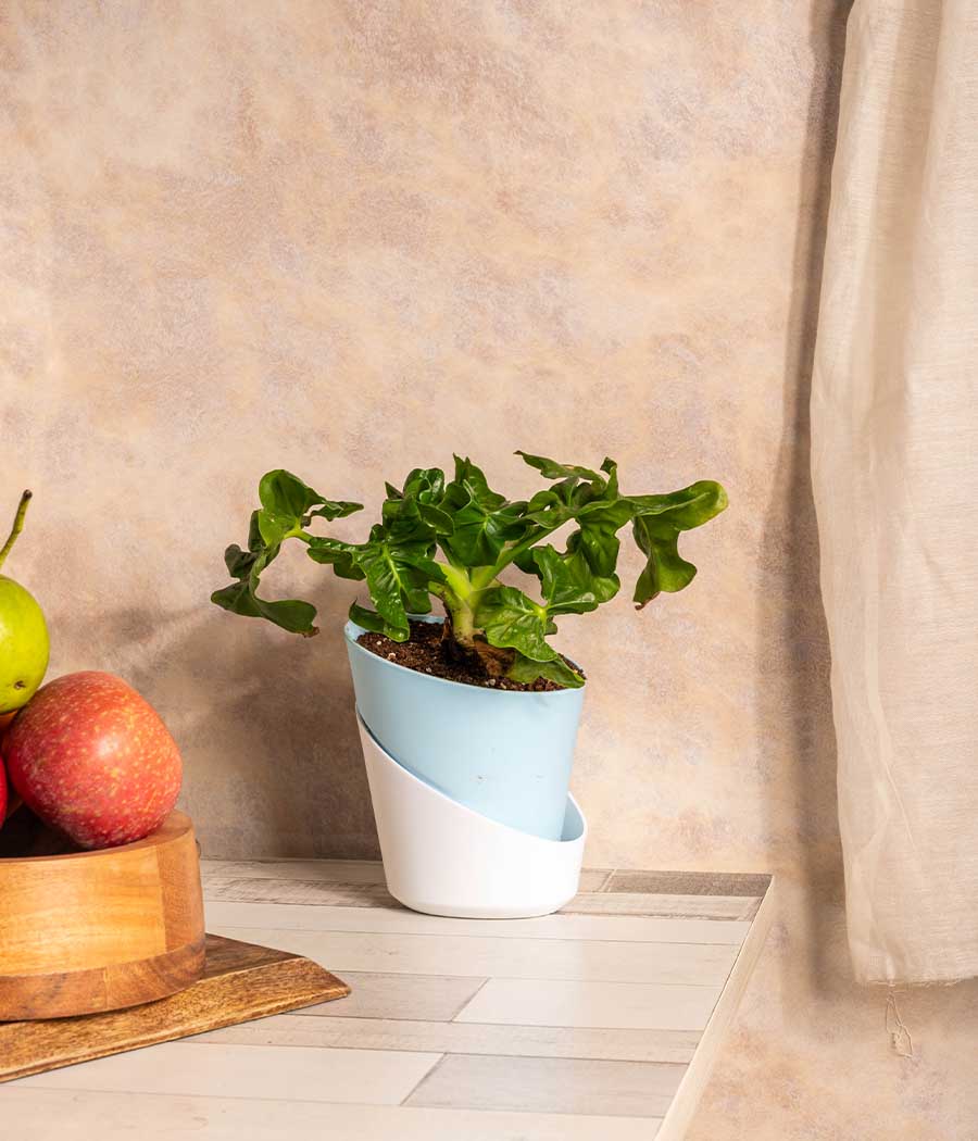 philodendron self watering pot Buy Philodendron Atom Plant in Self Watering Planter Online