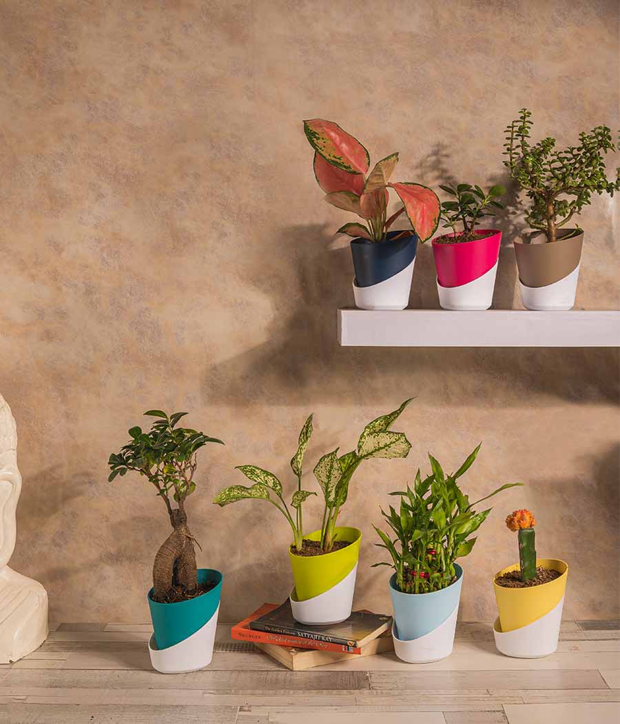potted succulents online Buy Set of 7 Plants/Succulents in Self Watering Planters Online