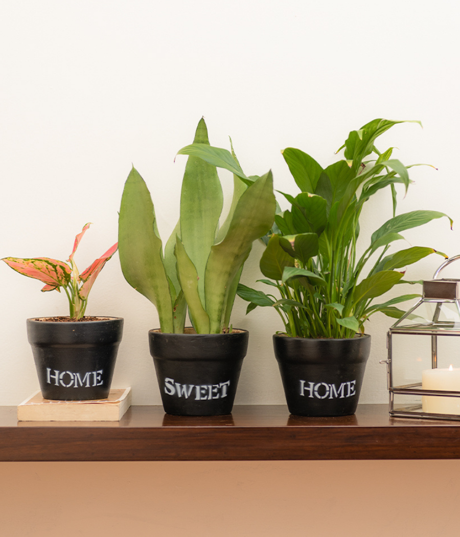 home sweet home Black Clay Pot