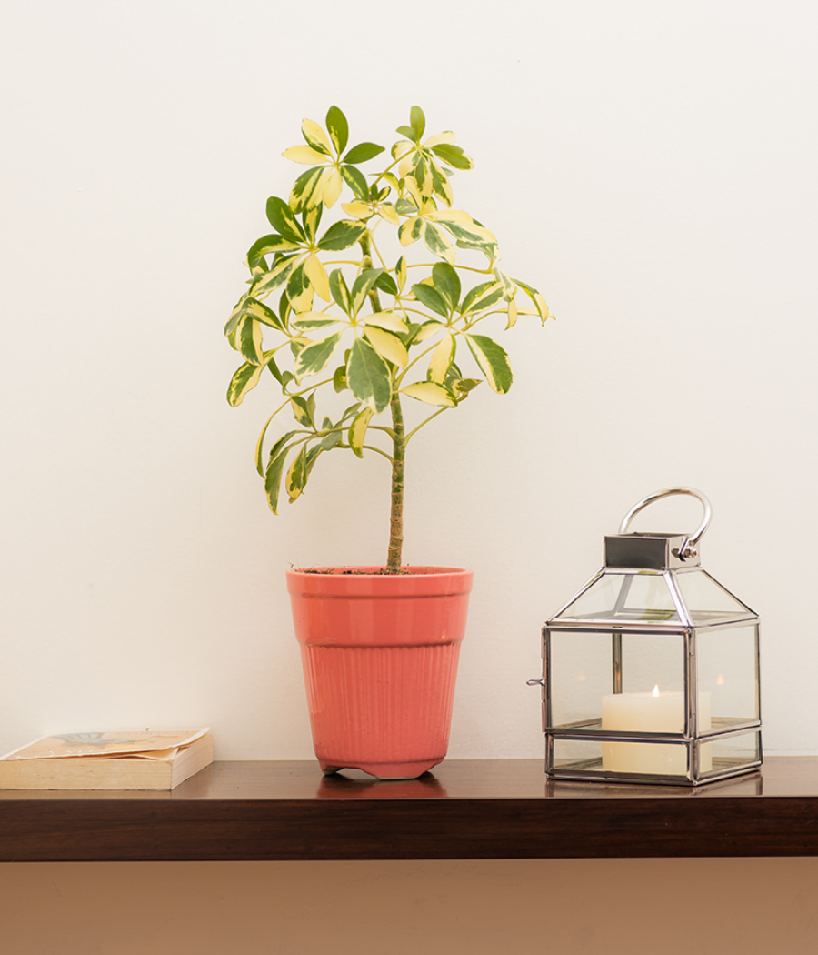 Tall Rose Ceramic Planter
