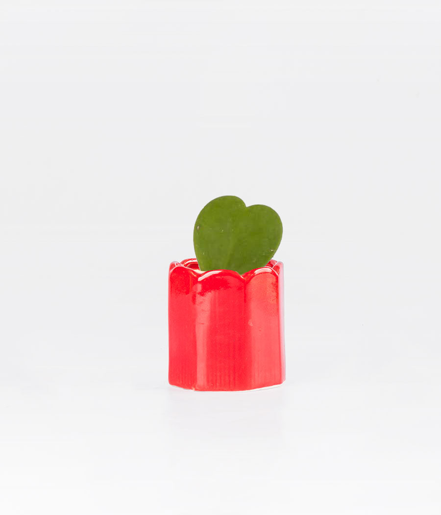 Hoya Heart Plant In Hear Shaped Ceramic Pot
