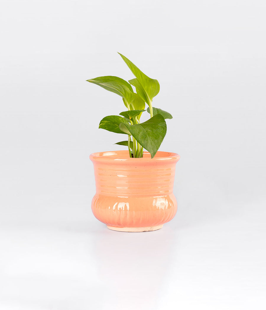 Money Plant Queen Marble in Pink Buttercup Ceramic Pot