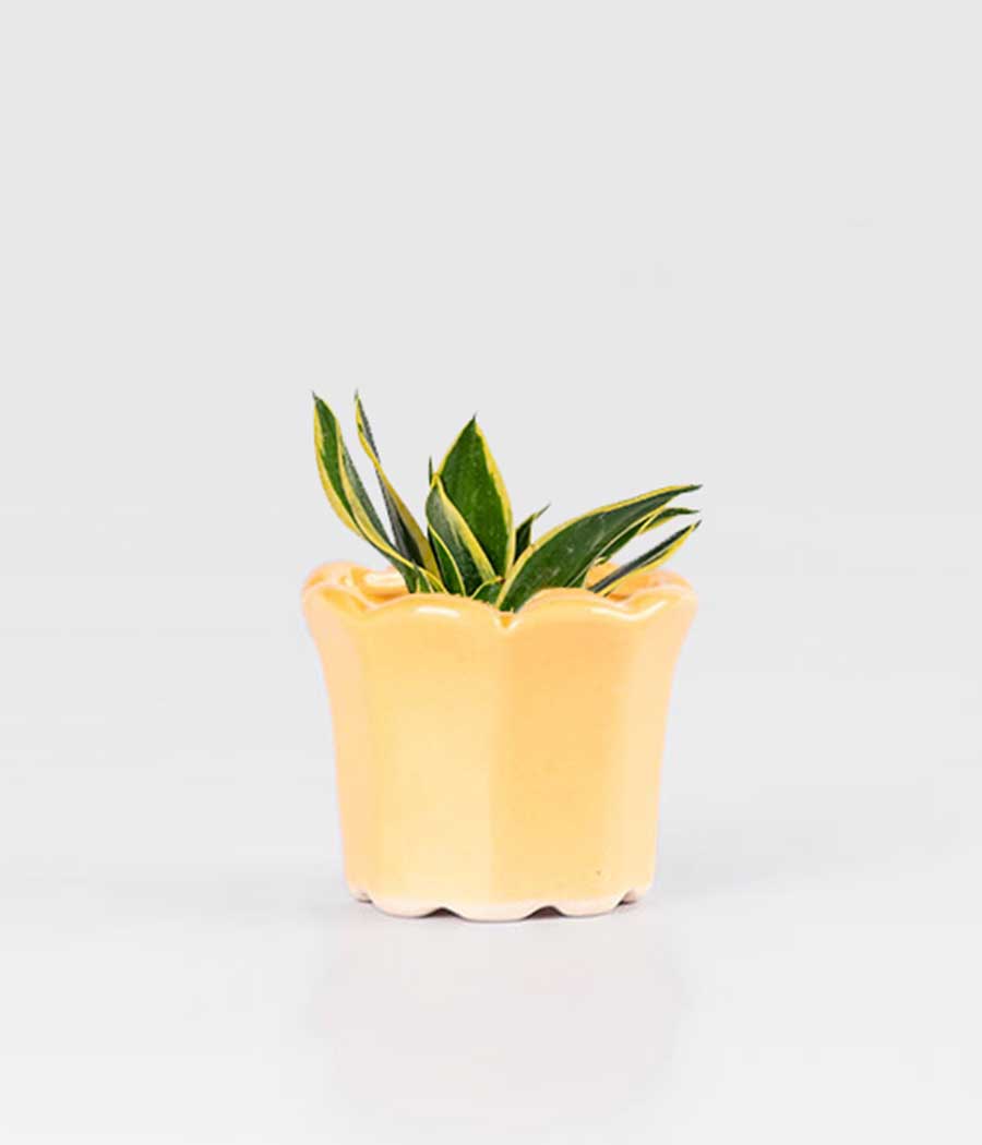 Sansevieria Lotus plant In Tulip-Shaped Planter