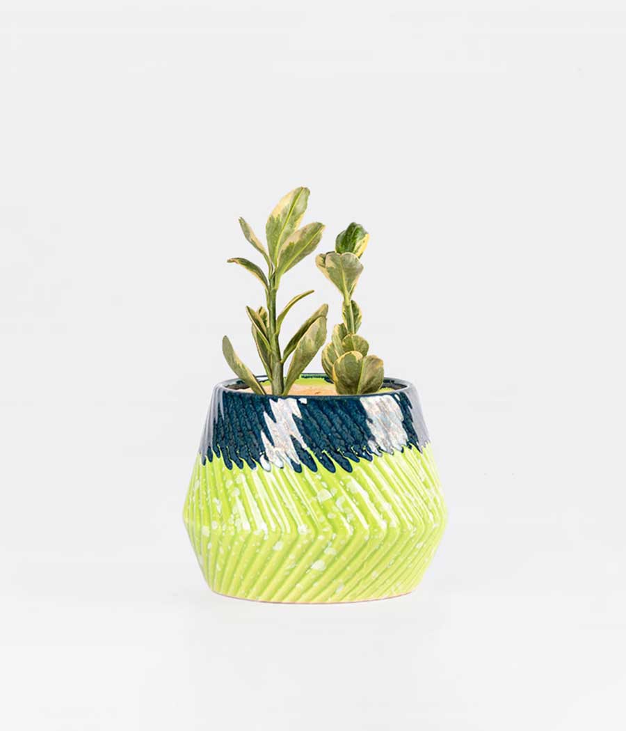 Pedilanthus Tithymaloides Plant In Stripe Green & Blue Ceramic Planter