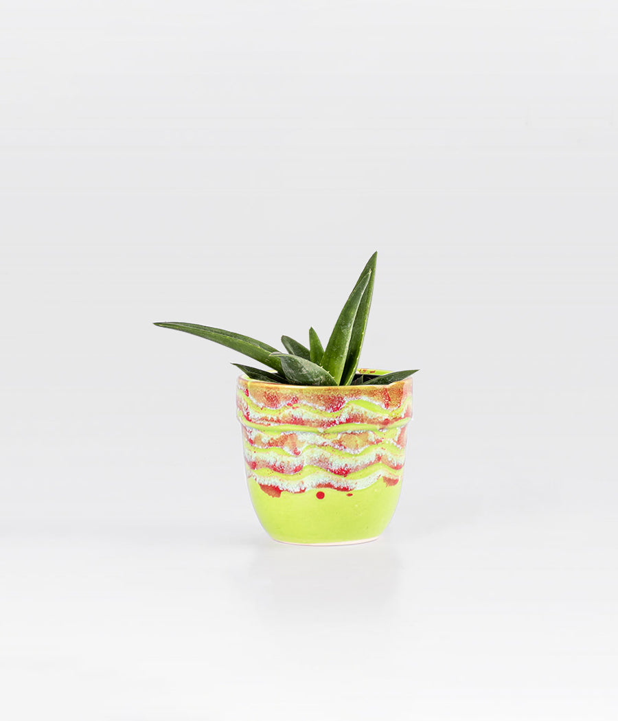 ALOEVERA BLACK DORAN IN RED & GREEN GLAZED PLANTER