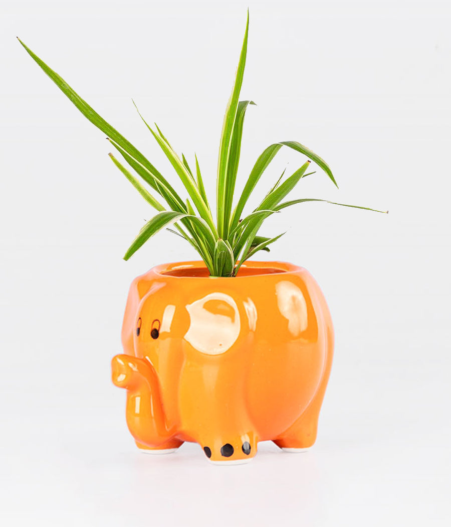 Chlorophytum Spider Plant In Orange Ceramic Elephant Planter