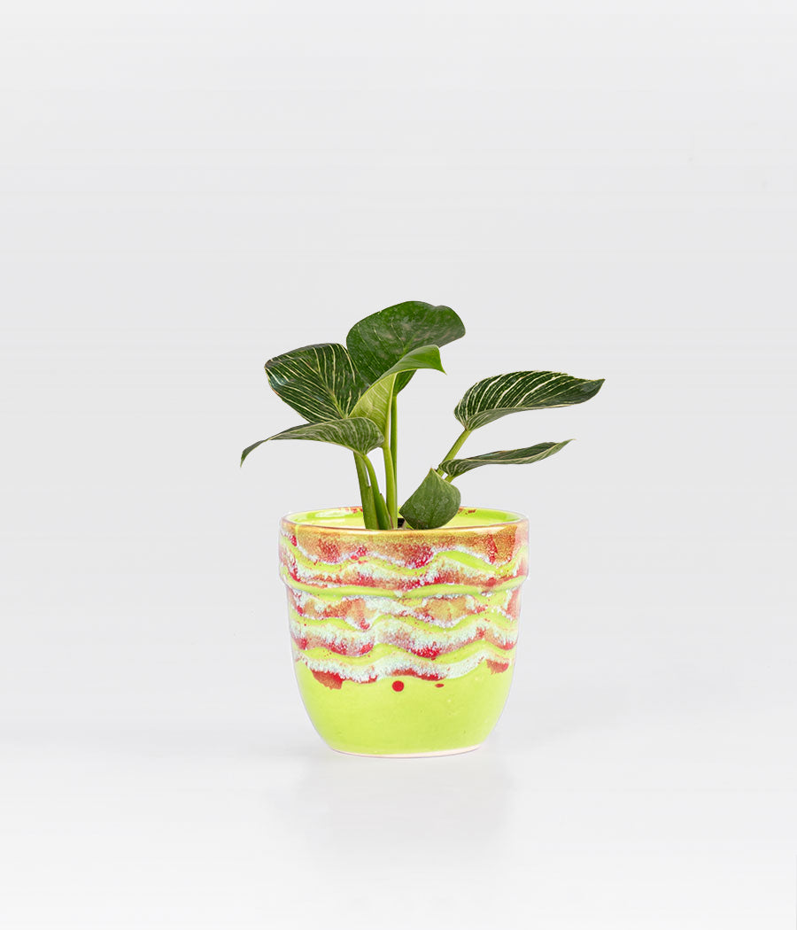 PHILODENDRON BIRKIN IN LEMON YELLOW CERAMIC PLANTER