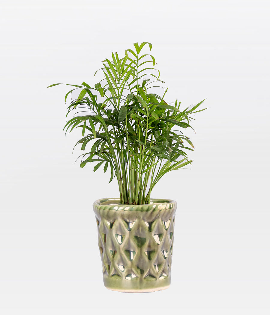 Buy Chamaedorea Palm Plant in Dark green Ceramic Pot