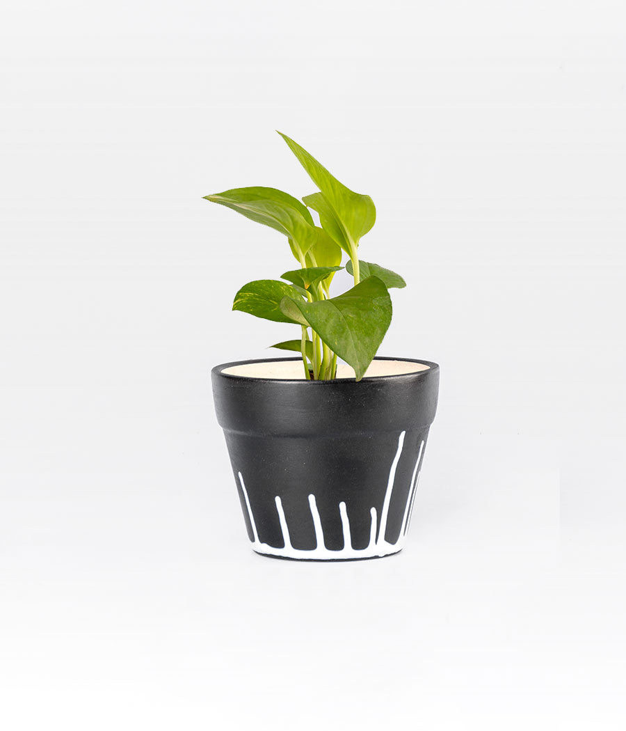 Money Plant in Planter