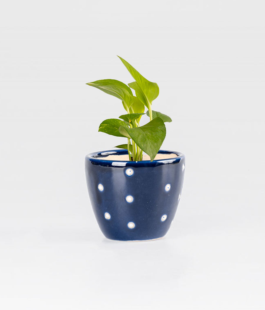 Money Plant in Round Elephant - Handcrafted