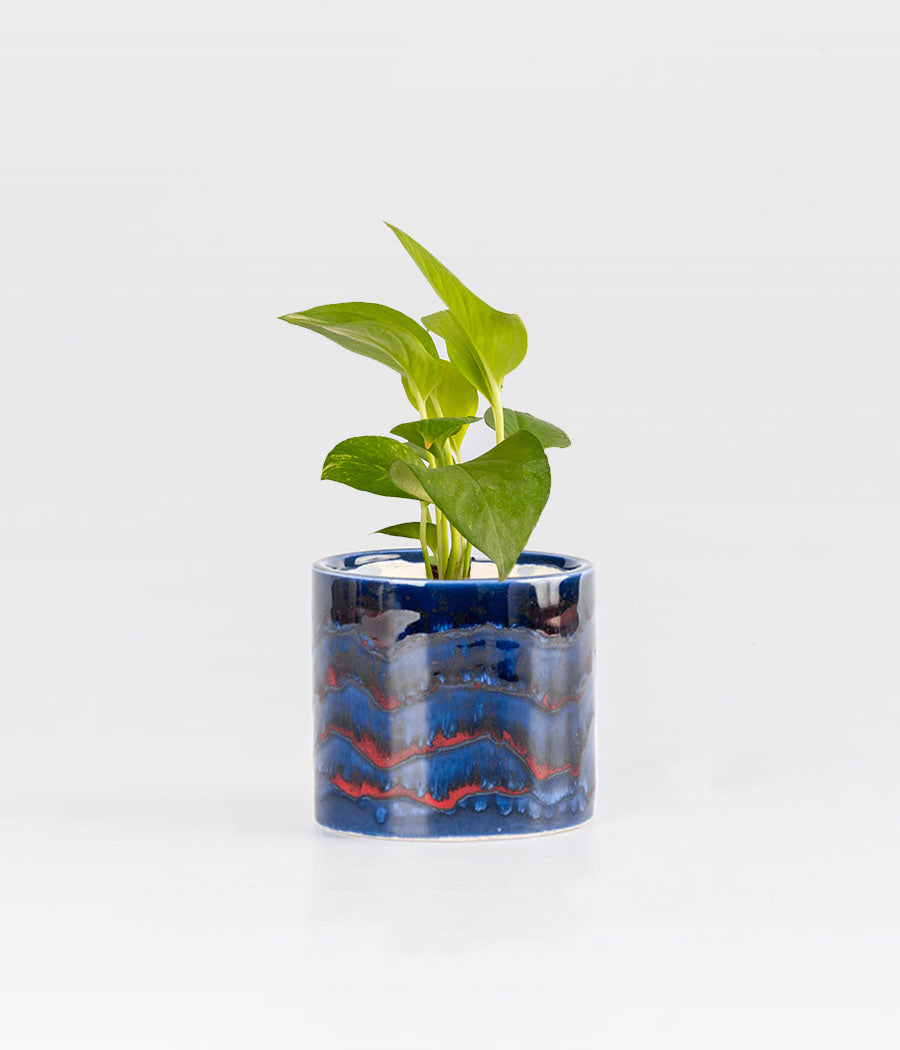 Money Plant in Round Elephant - Handcrafted