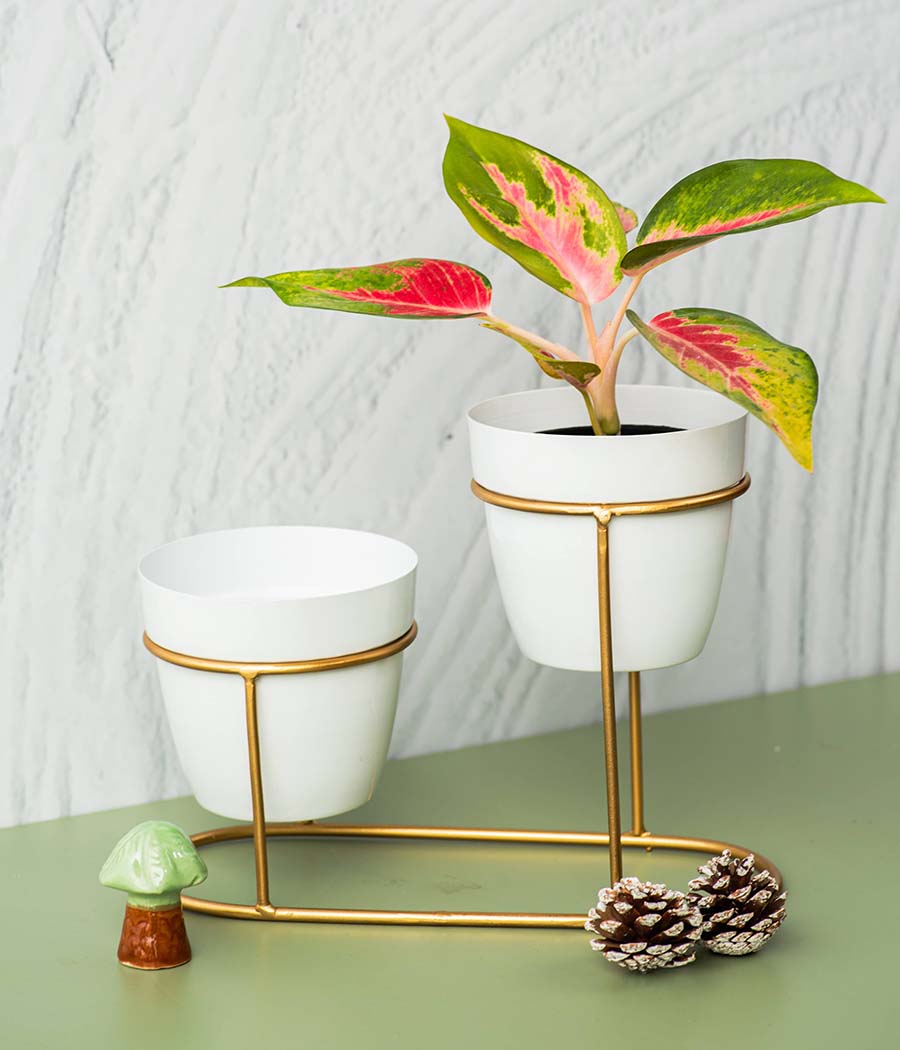 Aravalii Mini Desk Planter with stand set of 2