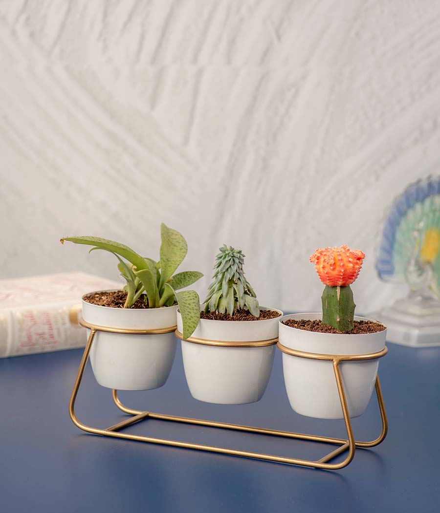 Aravalii set of 3 metal desk planter