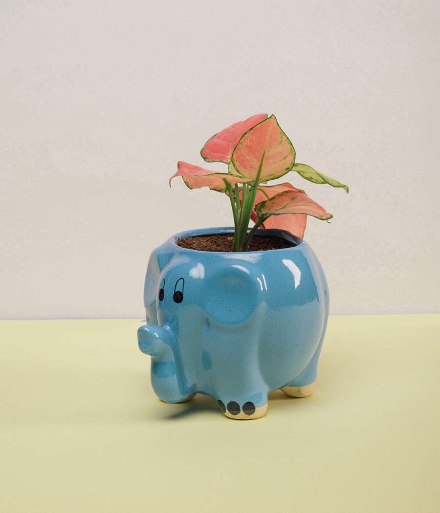 Aglaonema Pink Plant in Elephant Ceramic Planter