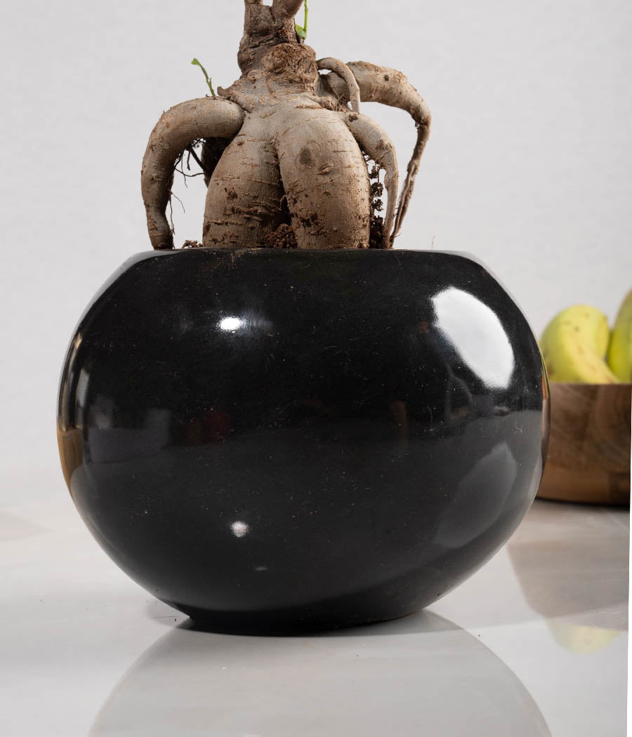 Ficus Bonsai Plant in Round Planter