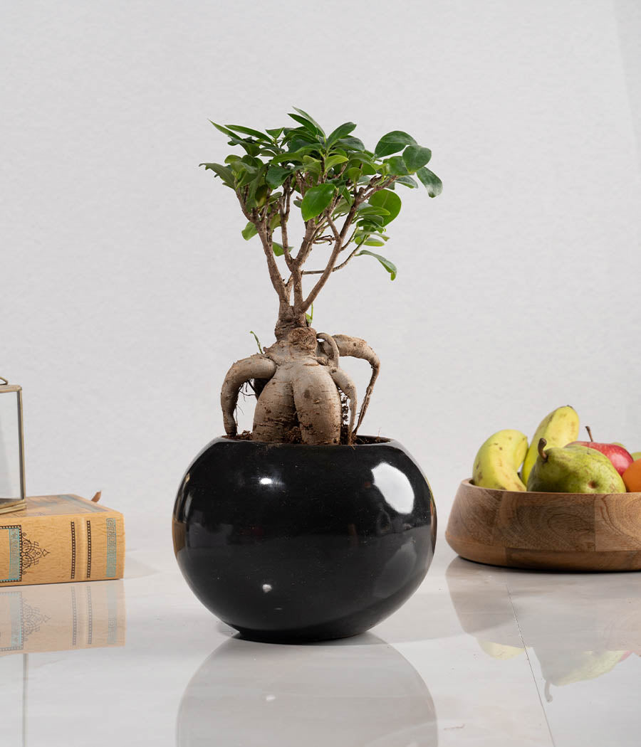 Ficus Bonsai Plant in Round Planter