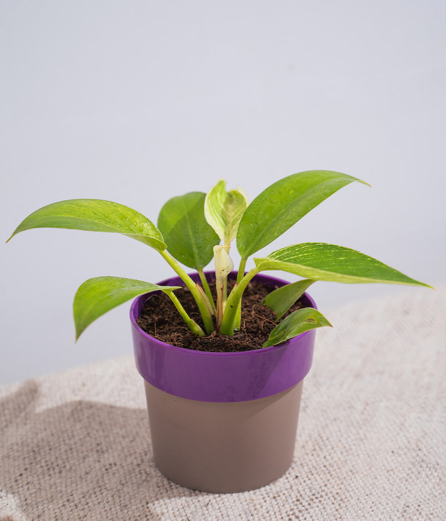 philodendron purple and green Philodendron Birkin in Sunny-side Planter