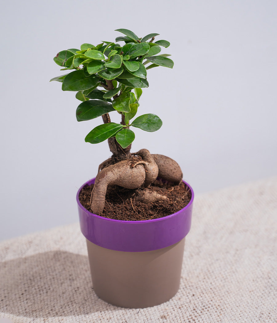 Ficus Bonsai in Sunnyside Planter Safe Home Delivery