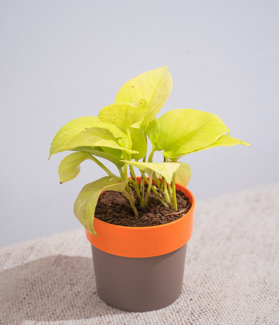 Golden Money Plant in Yellow Sunny-side Planter