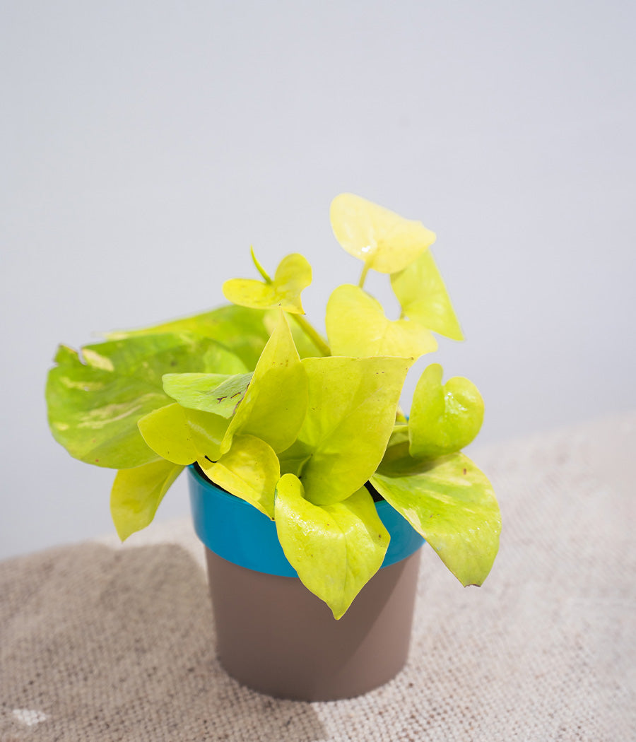 Golden Money Plant in Yellow Sunny-side Planter