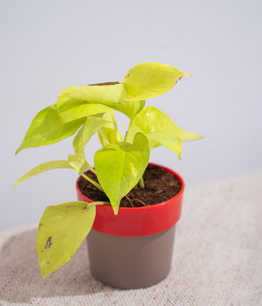 Golden Money Plant in Yellow Sunny-side Planter