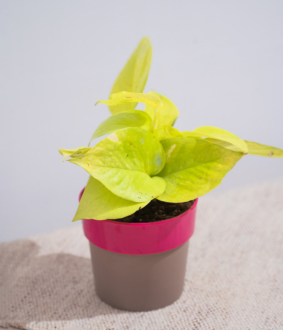 Golden Money Plant in Yellow Sunny-side Planter