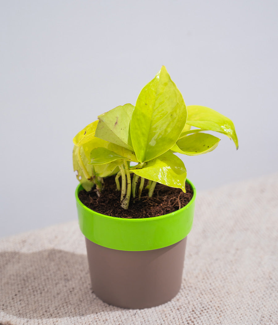 Golden Money Plant in Yellow Sunny-side Planter