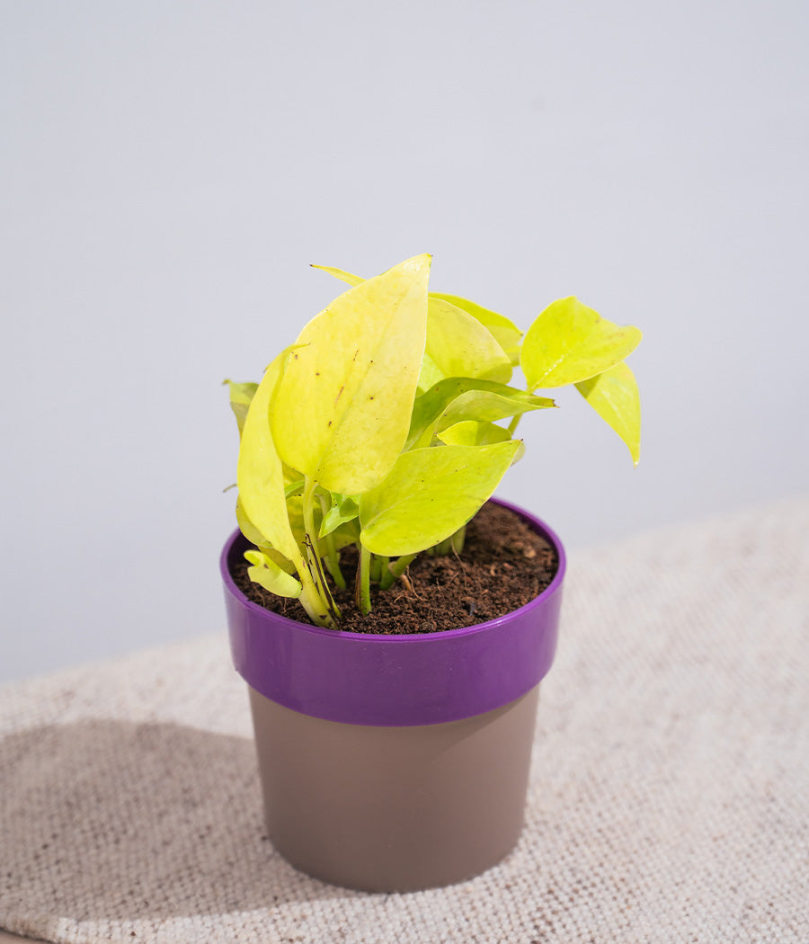 Golden Money Plant in Yellow Sunny-side Planter