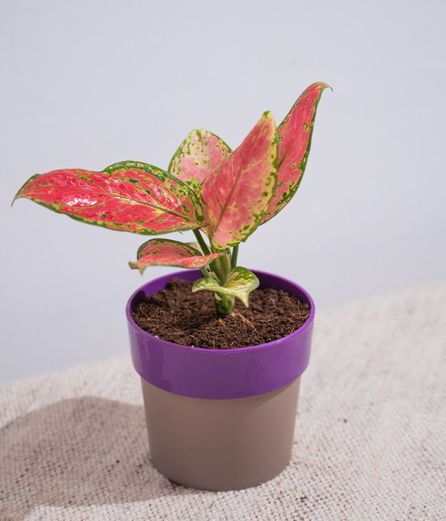 Aglaonema Valentine in Sunny-side - Handcrafted
