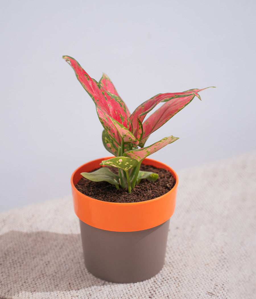 Aglaonema Valentine in Sunny-side - Handcrafted