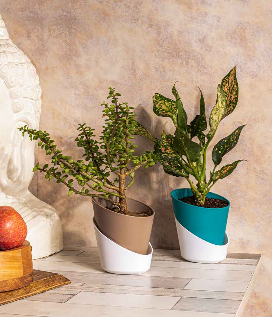 Jade & Aglaonema Snow White Plant in Self Watering Planter