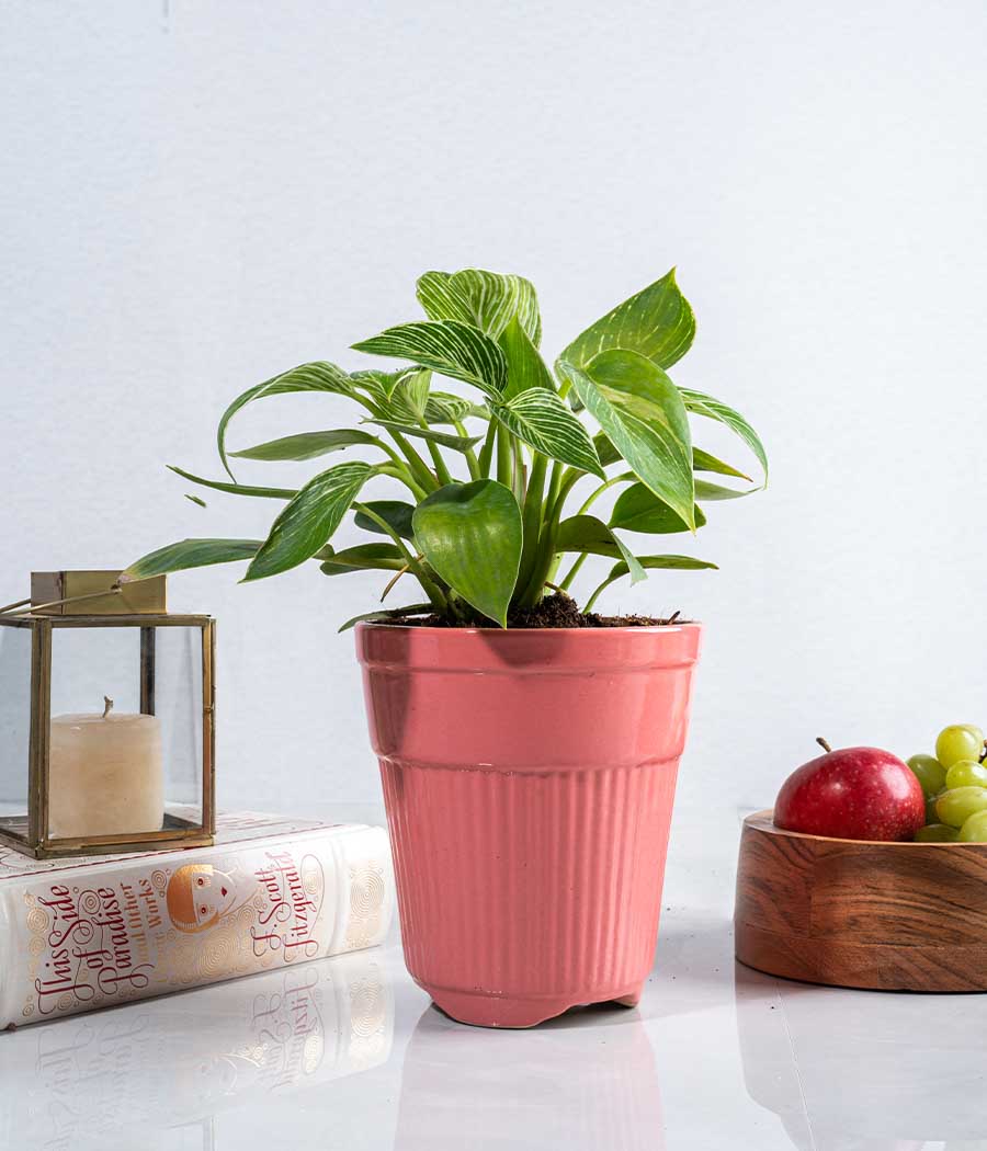 Philodendron Birkin Plant in Tall Ceramic Planter
