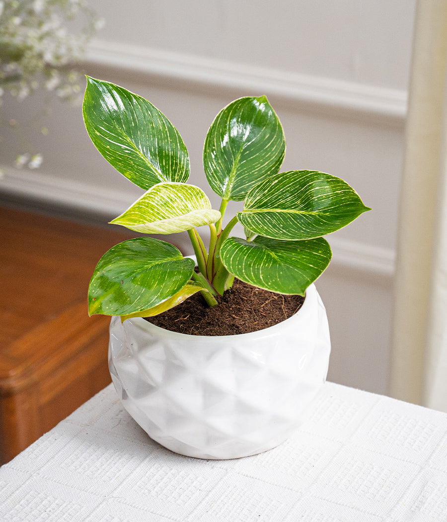 Philodendron Birkin in Round Ceramic Planter