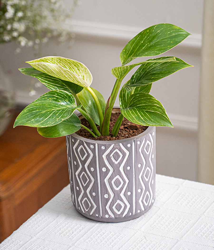philodendron birkin pot size Philodendron Birkin in Tribal Ceramic Planter