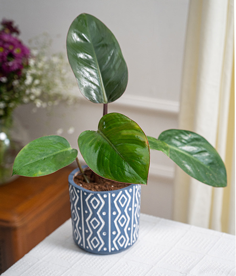 planter philodendron Philodendron Red in Tribal Ceramic Planter