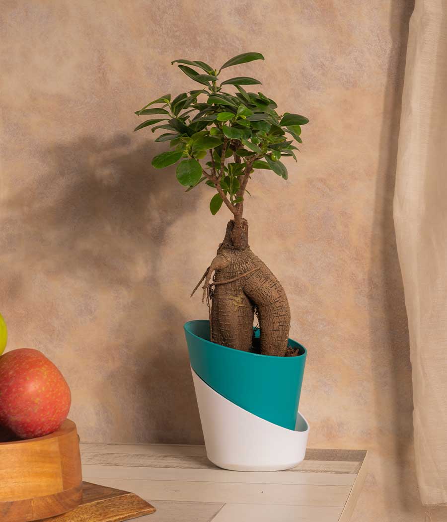 Ficus Bonsai Plant in Self Watering Planter